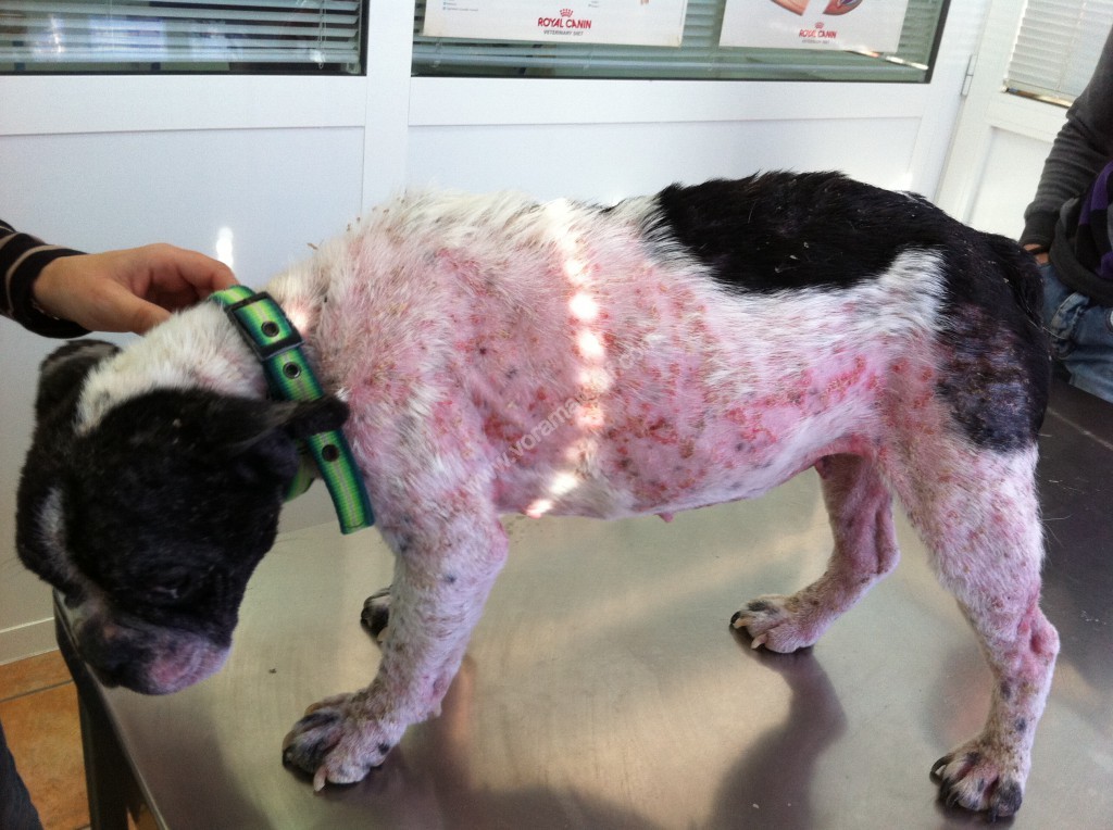 Perro enfermo de Leishmania en fase cutánea. Perro enfermo de